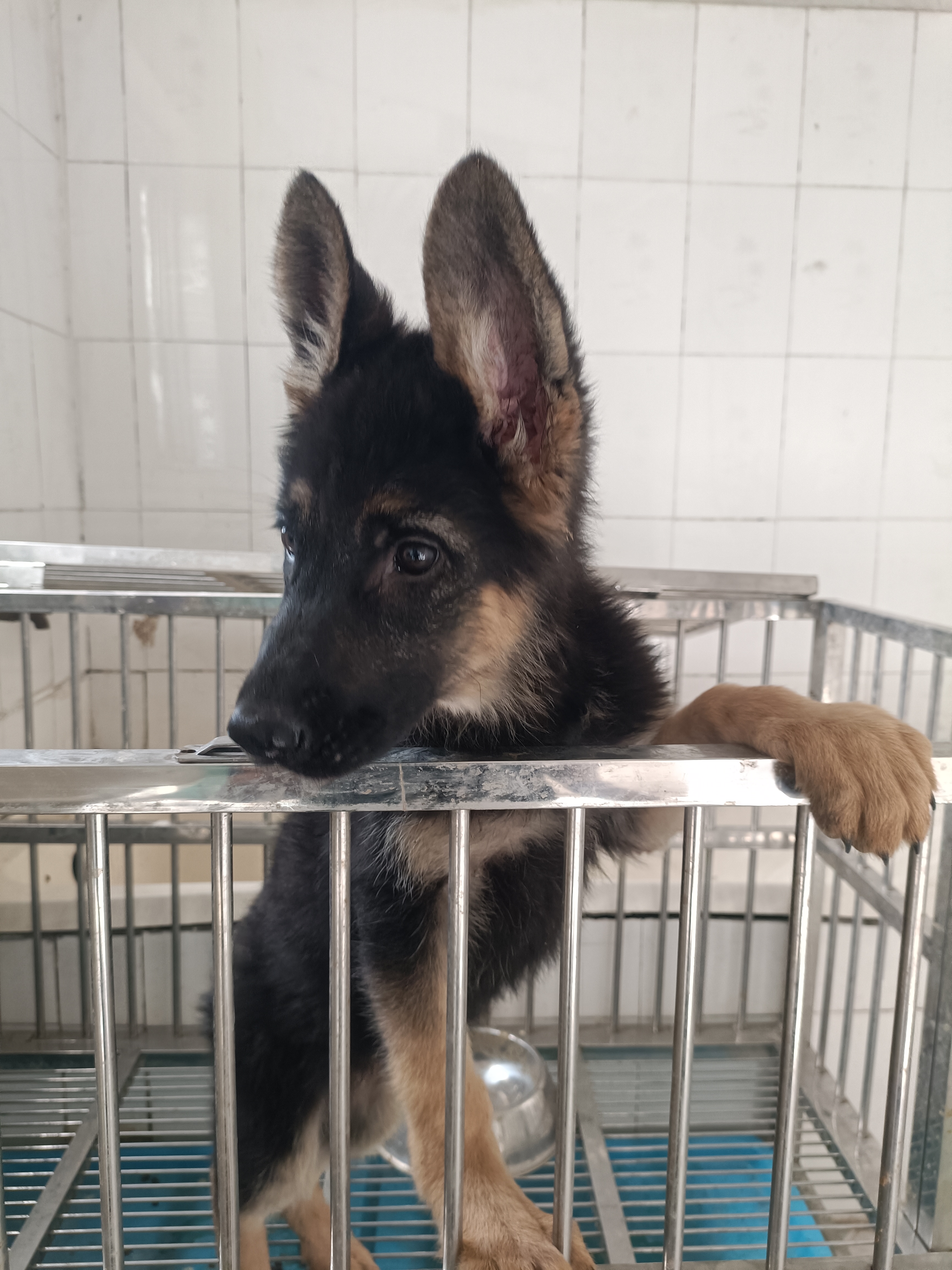 德国牧羊犬